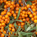 seabuckthorn oil